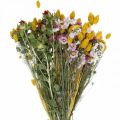Floristik24 Mazzo di fiori secchi Mazzo di fiori secchi Mazzo di fiori di prato 58cm