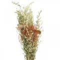 Floristik24 Mazzo di fiori secchi cereali e papaveri decorazione a secco 60cm 100g