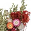 Bouquet di fiori secchi Bouquet di fiori di campo Rosso H50cm 150g