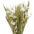 Floristik24 Bouquet di fiori secchi fiori di paglia grano papavero capsula erba secca 50cm