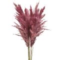 Floristik24 Erba di canna essiccata, erba decorativa essiccata, rosa antica, 75 cm, 10 pezzi