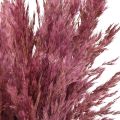 Erba di canna essiccata, erba decorativa essiccata, rosa antica, 75 cm, 10 pezzi | Floristik24.it
