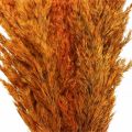 Floristik24 Erba secca, carice, essiccata, erba decorativa, arancione, 70 cm, 10 pezzi