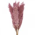 Floristik24 Erba secca Erba di carice erba decorativa essiccata rosa 70 cm 10 pezzi