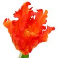 Floristik24 Tulipano arancione 70 cm