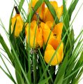 Floristik24 Tulipani in vaso giallo 30 cm