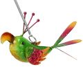 Floristik24 Uccello da appendere verde, rosa, arancione 18,5 cm