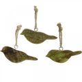 Floristik24 Uccelli da appendere, decorazione primaverile, appendiabiti in legno natura, verde H4cm 6pz