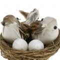 Floristik24 Nido d&#39;uccello con uova e uccellino 6pz