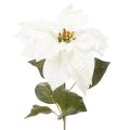 Floristik24 Stella di Natale artificiale bianca, grande ramo decorativo fiorito, 65 cm, 2 pezzi