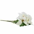 Floristik24 Poinsettia Bouquet bianco 52cm