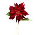 Floristik24 Stella di Natale rossa 70cm