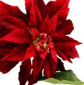 Floristik24 Stella di Natale rossa 70cm