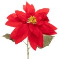Floristik24 Decorazione con stella di Natale artificiale rossa a stelo singolo, 82 cm