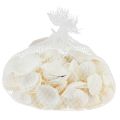 Floristik24 Conchiglie bianche decorative vongole bianco crema 2-3,5 cm 300 g