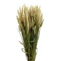 Floristik24 Mazzo di grano grano deco naturale 1 mazzetto 150g
