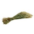 Floristik24 Mazzo di grano grano deco naturale 1 mazzetto 150g