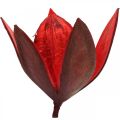 Floristik24 Giglio selvatico rosso decorazione naturale fiori secchi 6-8 cm 50 pezzi