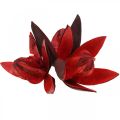 Floristik24 Giglio selvatico rosso decorazione naturale fiori secchi 6-8 cm 50 pezzi