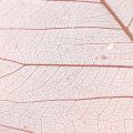 Floristik24 Foglie di scheletro foglie di salice scheletrate rosa antico 10-15 cm 200 pezzi