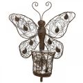 Floristik24 Lanterna decorazione da parete in metallo decorazione farfalla ruggine 36,5 cm