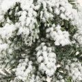 Decorazione invernale Albero di Natale in verde bianco Ø7cm H14cm 4 pezzi | Floristik24.it
