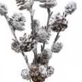 Floristik24 Ramo di cono di rami di Natale Nevicato 30 cm 5 pezzi in mazzo