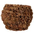 Vaso decorativo con pigne,