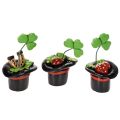 Floristik24 Portafortuna: quadrifoglio e scarabeo in un cappello a cilindro, 7 cm, 3 pezzi