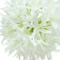 Floristik24 Allium ornamentale artificiale Bianco Ø12cm A62cm