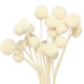Floristik24 Crema di bacchette essiccate Craspedia 45-55 cm 20 pz