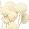 Crema di bacchette essiccate Craspedia 45-55 cm 20 pz | Floristik24.it