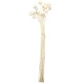 Crema di bacchette essiccate Craspedia 45-55 cm 20 pz | Floristik24.it