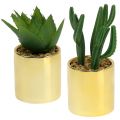Floristik24 Cactus verdi in vaso dorato 12 cm - 17 cm 4 pezzi