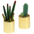 Floristik24 Cactus verdi in vaso dorato 12 cm - 17 cm 4 pezzi