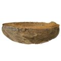 Fioriera in cocco, naturale, 20 cm, 5 pezzi | Floristik24.it