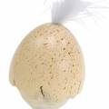 Floristik24 Pulcino nel guscio d&#39;uovo bianco, panna 6 cm 6 pezzi