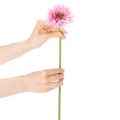 Gerbere artificiali da giardino, rosa, 47 cm, 6 pezzi | Floristik24.it