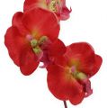 Floristik24 Decoro orchidea rossa 68cm